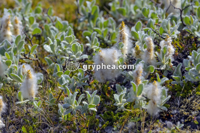 Semences de Saule nain (Islande) - gryphea.org